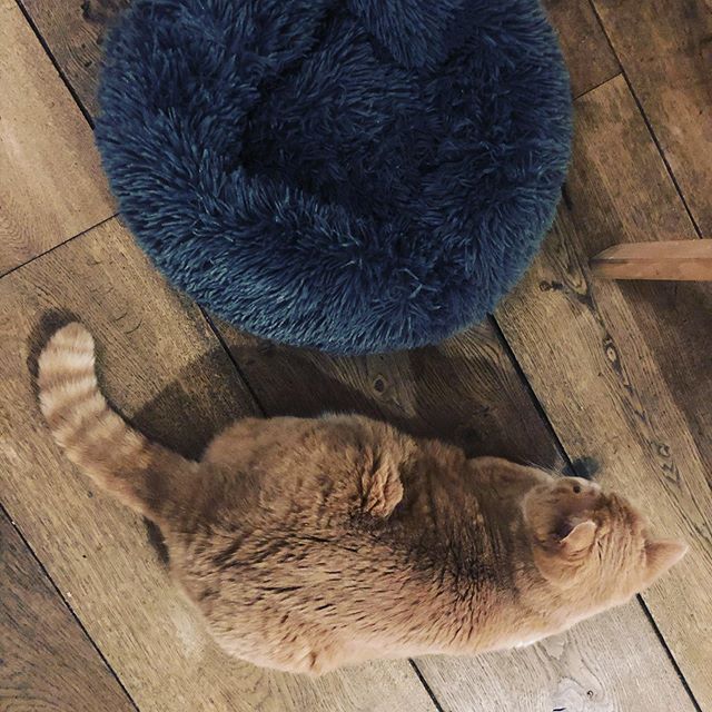 Poes naast mand. Story of my life. (En nou niet zeggen dat t mandje te klein is, want geef m een luciferdoosje en die eikel probeert er nog in te kruipen. Dus.) #catsofinstagram Poes naast mand. Story of my life. (En nou niet zeggen dat t mandje te klein is, want geef m een luciferdoosje en die eikel probeert er nog in te kruipen. Dus.) #catsofinstagram